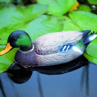 Wilde eend Woerd