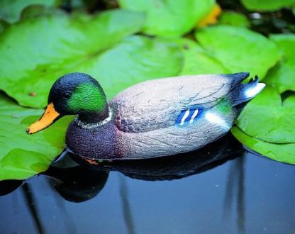 Wilde eend Woerd