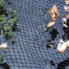 Velda Cover Net 6 x 10 meter - Afbeelding 6
