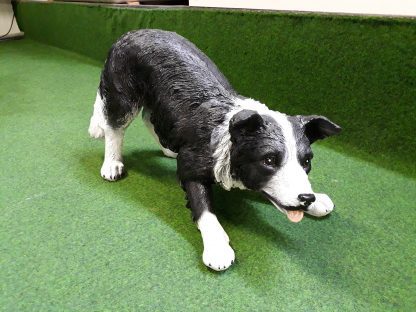Bordercollie in actie