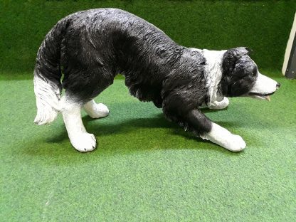 Bordercollie in actie - Afbeelding 2