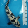 Meettank koi 100 cm polyester - Afbeelding 4