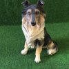 tuinbeeld bordercollie