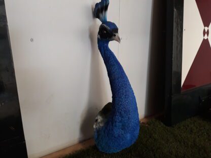 Pauw blauw - Afbeelding 3