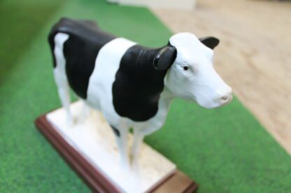 Koe op voet staand - Afbeelding 3