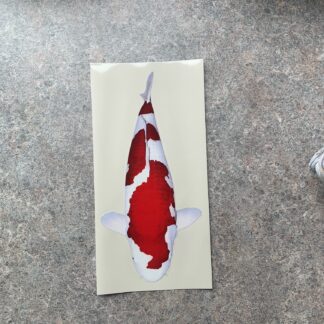 Koi Sticker 3 - Inazuma Kohaku