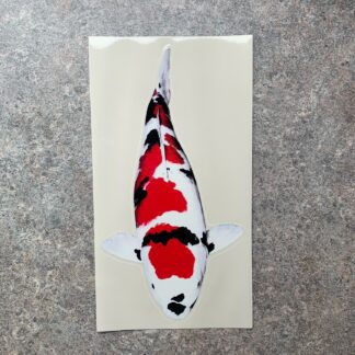 Koi Sticker 4 - Tancho