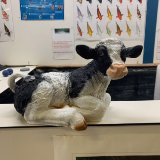 Koe liggend zwart wit