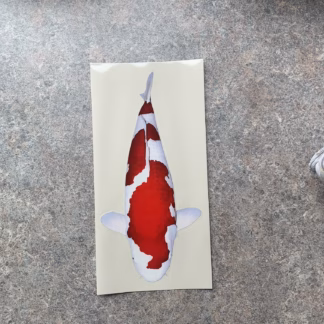 Koi Sticker 3 - Inazuma Kohaku