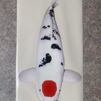 Koi Sticker 1 - Tencho Sanshoku