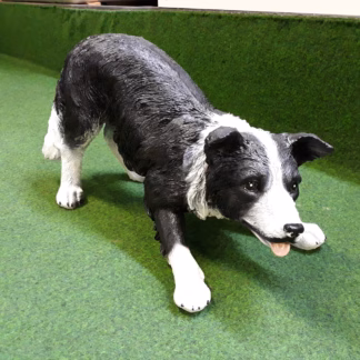 Bordercollie in actie