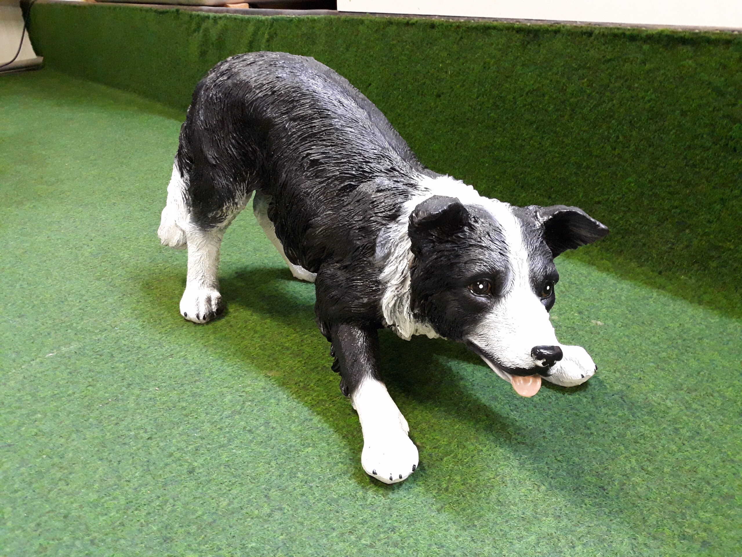 Bordercollie in actie
