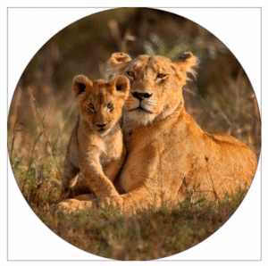 Glasschilderij Leeuw